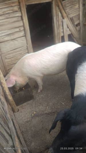 Vand Grasuni 30 kilograme