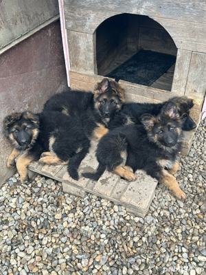 De vânzare pui ciobănesc German 