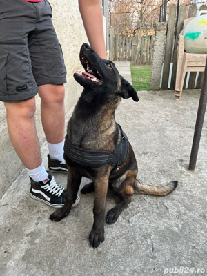 Pui ciobănesc belgian(malinois)