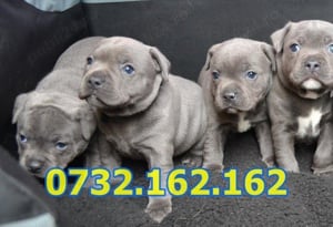Firma Autorizata-Amstaff Blue de vanzare cu carnet,microcip,factura,pasaport+livrare la Timisoara