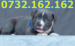 Firma Autorizata-Amstaff Blue de vanzare cu carnet,microcip,factura,pasaport+livrare la Timisoara - imagine 3