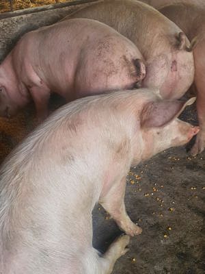 Vând porci