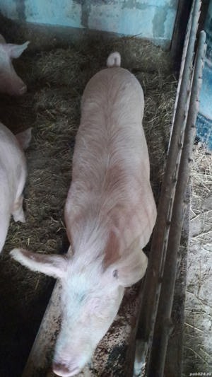 vand porc juganit 