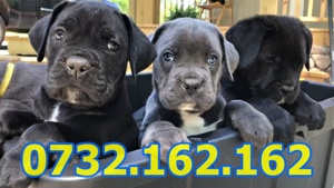 Firma Autorizata-Cane Corso de vanzare cu carnet,microcip,factura,test,pasaport+livrare la Constanta - imagine 3