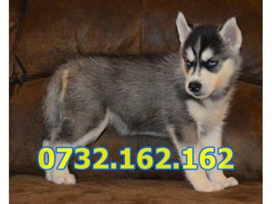 Firma Autorizata- Husky Siberian de Vanzare cu Factura,Test,Microcip, livrare la Bucuresti - imagine 3