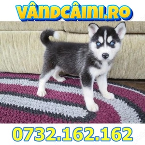 Firma Autorizata- Husky Siberian de Vanzare cu Factura,Test,Microcip, livrare la Bucuresti - imagine 4
