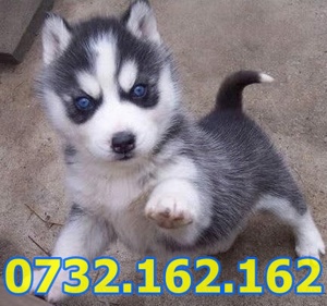 Firma Autorizata- Husky Siberian de Vanzare cu Factura,Test,Microcip, livrare la Bucuresti - imagine 2