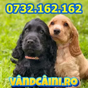 Firma Autorizata- Cocker Spaniel de vanzare,carnet,microcip,factura,garantie,livrare la Sibiu