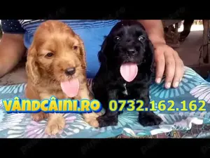 Firma Autorizata-Cocker Spaniel de vanzare,rasa pura,factura,garantie,test,microcip,livrare la Iasi - imagine 3