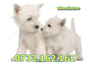 Firma Autorizata-Westie de vanzare cu factura, carnet,microcip,test,pasaport,livrare la Constanta - imagine 3