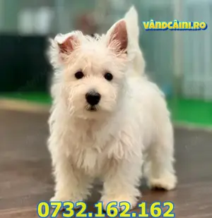HRANA GRATUITA-Firma Autorizata-Westie de vanzare cu factura, carnet, microcip,livrare la Bucuresti - imagine 3