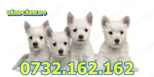 Firma Autorizata-Westie de vanzare cu factura, carnet,microcip,test,pasaport,livrare la Constanta