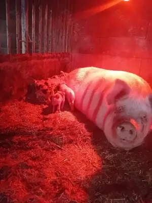 De vânzare scroafă cu 11 purcei 