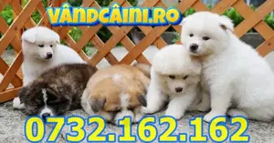 Hrana GRATUITA-Firma Autorizata-Akita Inu de vanzare cu factura,carnet,microcip,livrare la Iasi - imagine 2