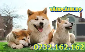 Firma Autorizata-Akita Inu de vanzare cu factura,carnet,test,vaccin,microcip,livrare la Iasi
