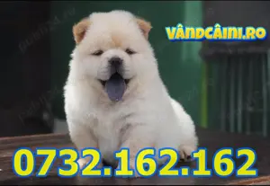 Firma Autorizata-Chow Chow cu carnet, microcip, factura, pasaport si livrare la Sibiu