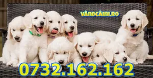 Firma Autorizata- Golden Retriever cu factura,garantie,test,microcip,livrare la Bucuresti - imagine 2