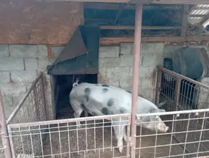 Porc (vier) de vânzare.