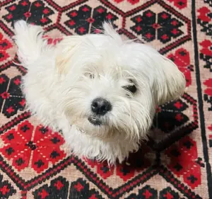 Vand bichon havanez femela 6 luni
