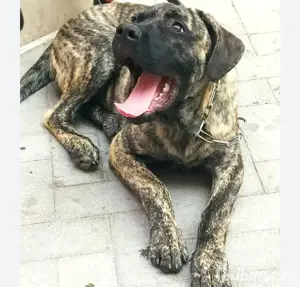 Schimb sau vând  metiș de Cane Corso 
