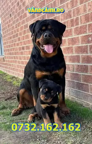 Firma Autorizata- Rottweiler de vanzare cu Factura,Test,Microcip,Carnet,Livrare la Bucuresti