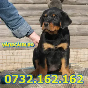 Firma Autorizata- Rottweiler de vanzare cu Factura,Test,Microcip,Carnet,Livrare la Bucuresti - imagine 2