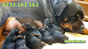 Firma Autorizata- Rottweiler de vanzare cu Factura,Test,Microcip,Carnet,Livrare la Bucuresti - imagine 4