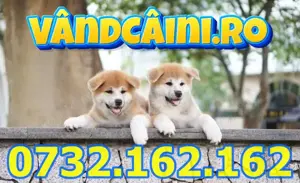 Firma Autorizata-Akita Inu de vanzare cu carnet,factura,microcip,test,inregistrare,livrare la Sibiu - imagine 5