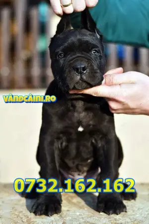 Firma Autorizata-Cane Corso Negru sau Blue de vanzare,cu factura,carnet,microcip,livrare la Sibiu - imagine 2