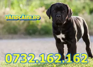 Firma Autorizata-Cane Corso Negru sau Blue de vanzare,cu factura,carnet,microcip,livrare la Sibiu - imagine 4