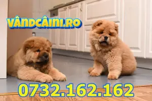 Firma Autorizata-Chow Chow de vanzare cu factura,carnet,microcip,garantie,livrare la Iasi - imagine 4