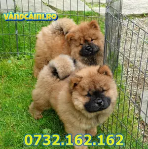 Firma Autorizata-Chow Chow de vanzare cu factura,carnet,microcip,garantie,livrare la Iasi - imagine 5