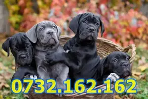 Firma Autorizata-Cane Corso de vanzare cu factura,microcip,carnet,test,livrare la Cluj Napoca - imagine 7