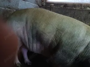 Vindem porc pietrean