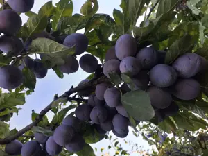 Vând palinca de prune - imagine 2