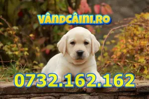 Firma Autorizata-Labrador de vanzare cu carnet,factura,pasaport,microcip+livrare la Constanta - imagine 5