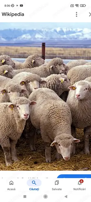 caut cioban la oi in județul Cluj