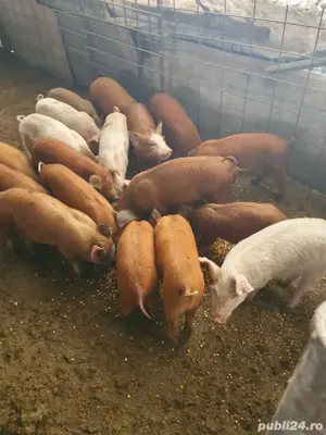 Porci 