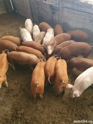 Porci  - imagine 3