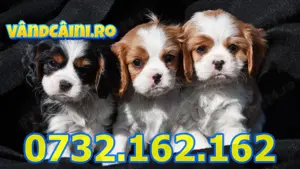 Firma Autorizata-Cavalier King Charles Spaniel cu factura,microcip, livrare la Bucuresti
