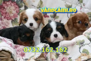 Firma Autorizata-Cavalier King Charles Spaniel cu factura,microcip, livrare la Bucuresti - imagine 2