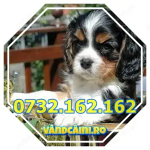 Firma Autorizata-Cavalier King Charles Spaniel cu factura,microcip, livrare la Bucuresti - imagine 3