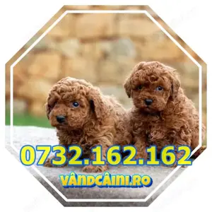 Firma Autorizata- catei Caniche Pudel Poodle Toy Rasa pura+Garantie+carnet+Factura-Livrare la Cluj