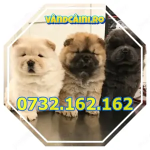 Firma Autorizata- Chow Chow De Vanzare,carnet,factura,pasaport,microcip,livrare la Bucuresti