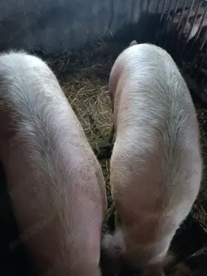 Vând porci,crescuți cu cereale in propria gospodărie! greutate 130..150 kg la preț de 14 lei.