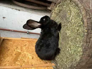 vând iepuri uriaș german - imagine 4