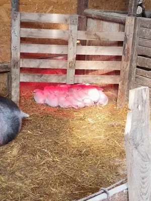 În curând.........