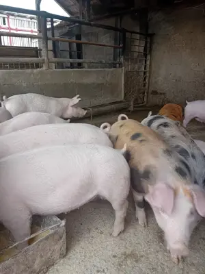 De vânzare 9 purcei de 11 săptămâni 