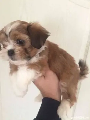 bichon havanez femela