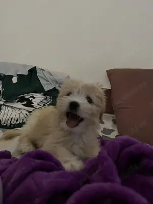 Bichon Havanez in căutarea unei familii iubitoare